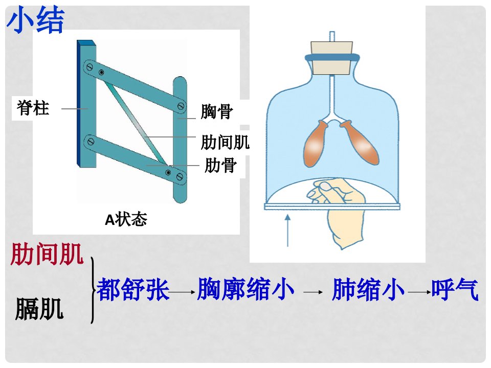 七年级生物下册