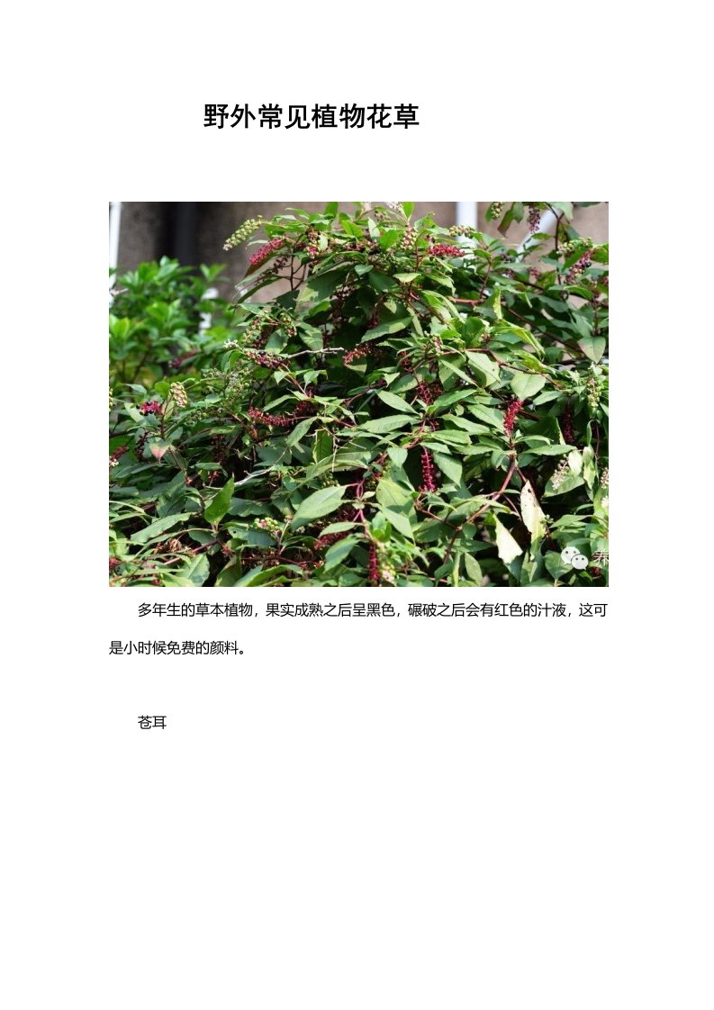 北方野外常见花草图片和名称