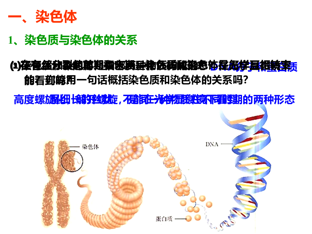 上课用减数分裂