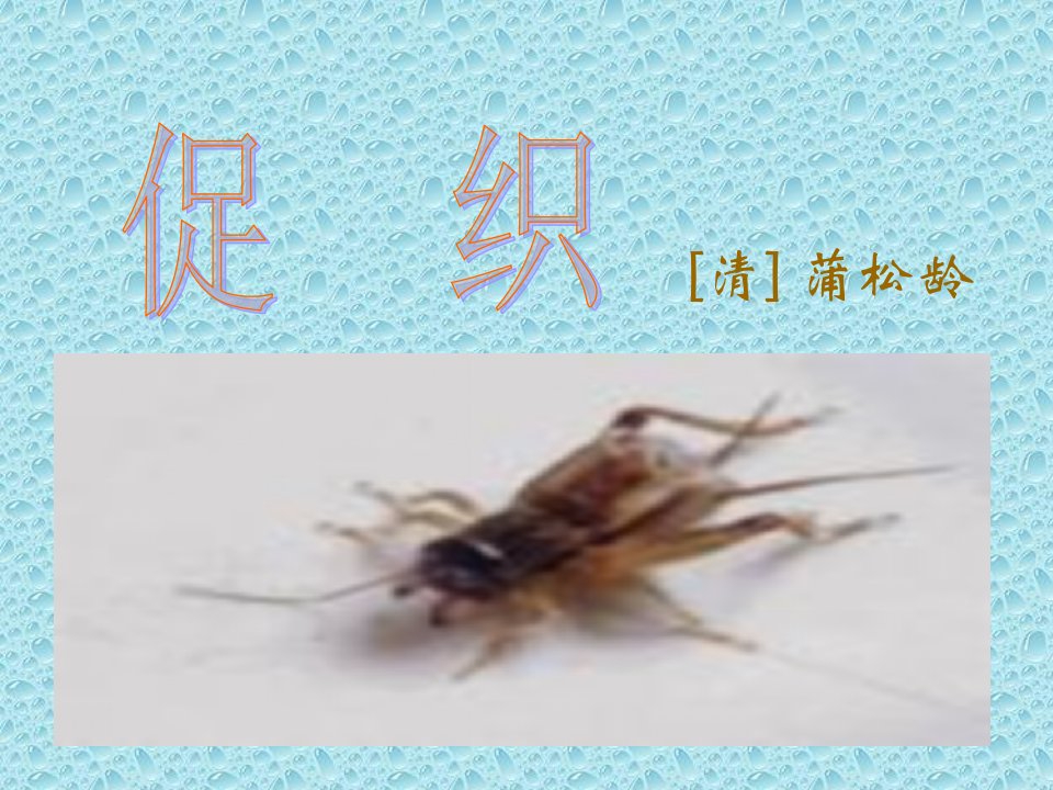 促织讲解上课用（1）ppt课件