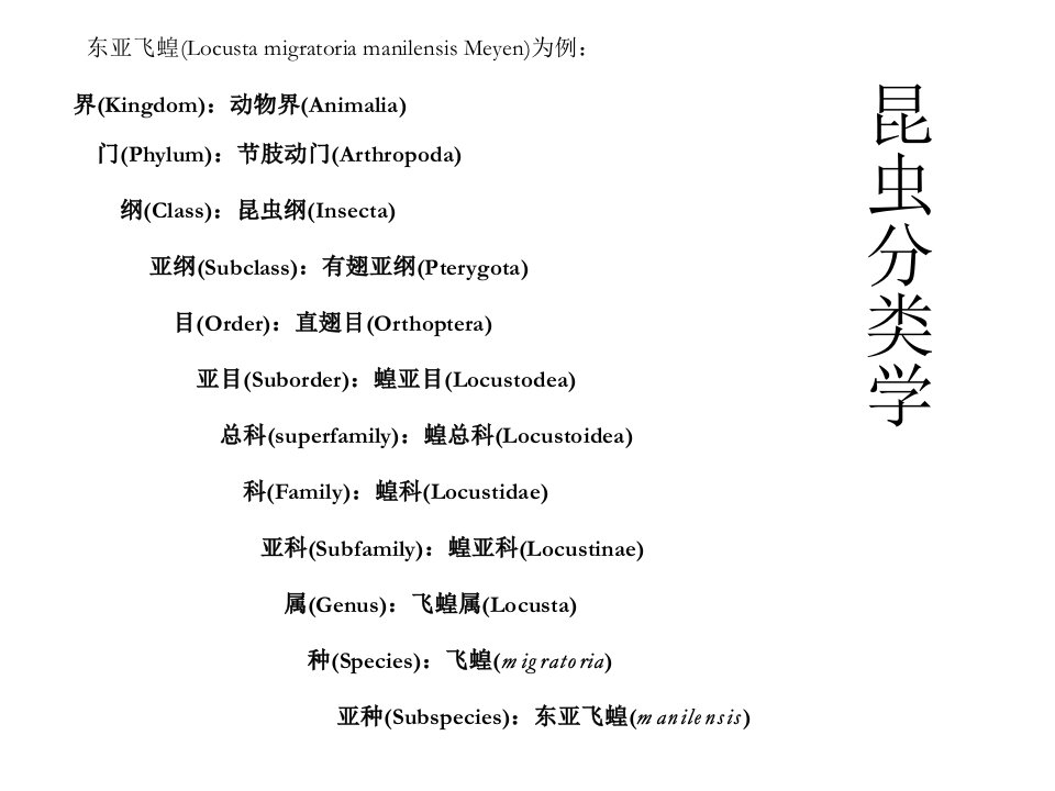 昆虫分类学资料