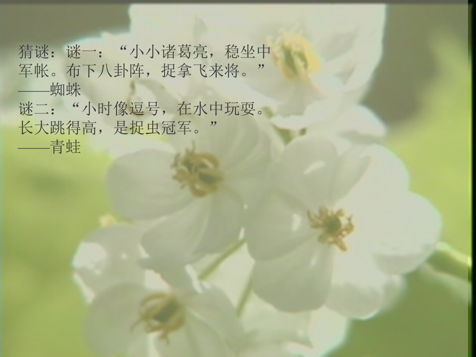 《绿色蝈蝈》课件