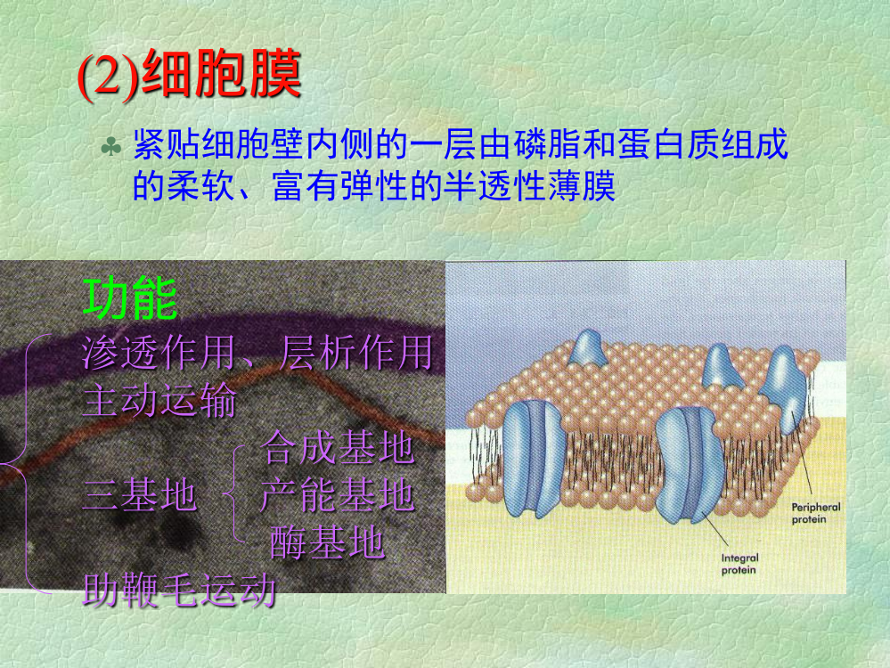 第二章细胞膜等