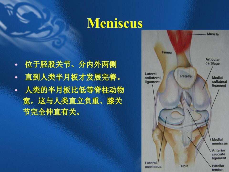 半月板损伤的诊治及修复课件