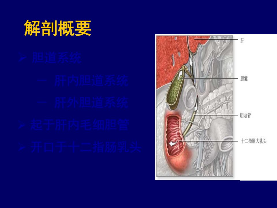 胆道系统疾病病人