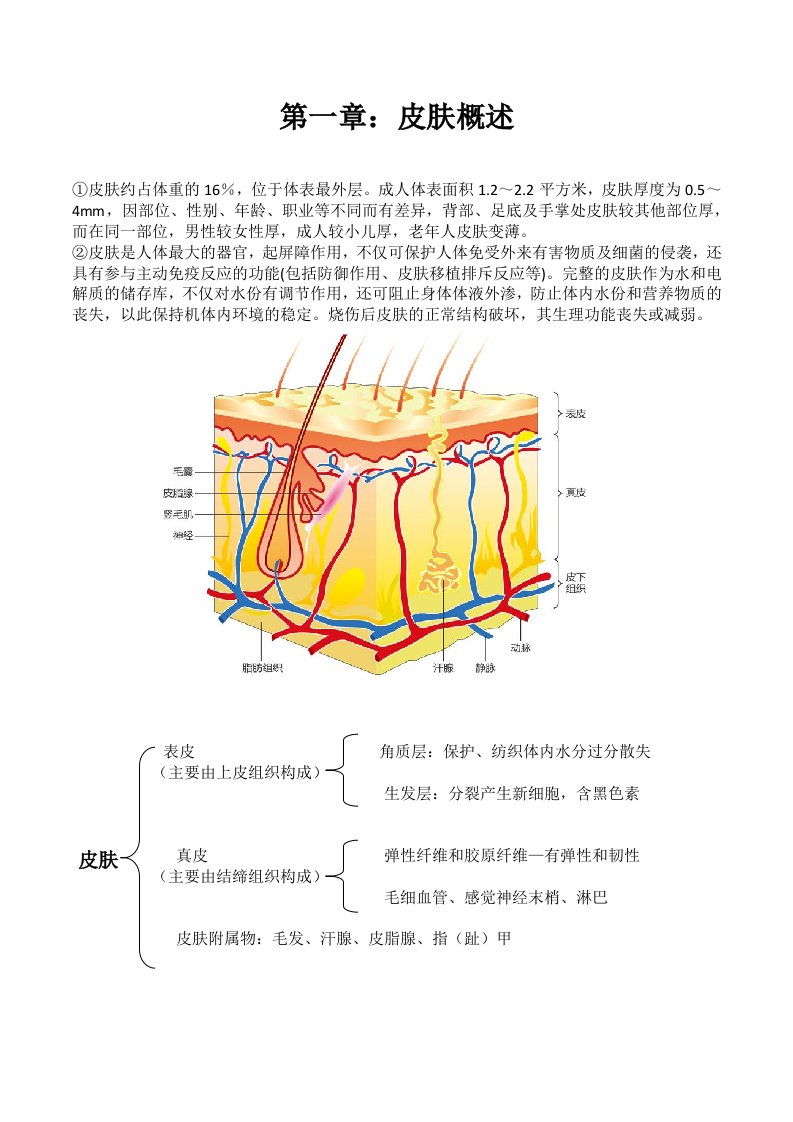 皮肤管理基础知识