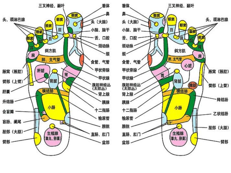 足部反射区全息图解课件PPT