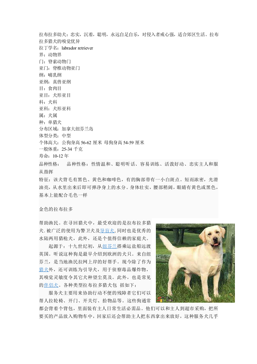 拉布拉多幼犬