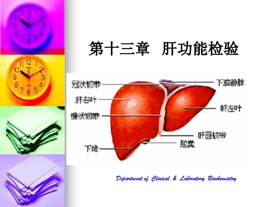 《肝功能检验》PPT课件