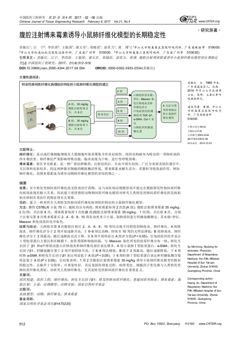 腹腔注射博来霉素诱导小鼠肺纤维化模型的长期稳定性