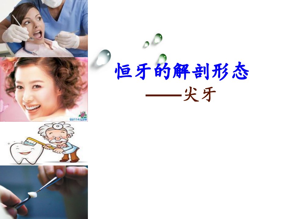 口腔解剖生理学-3恒牙的解剖外形-尖牙