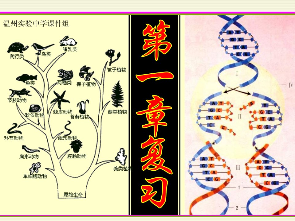 九年级科学演化的自然复习