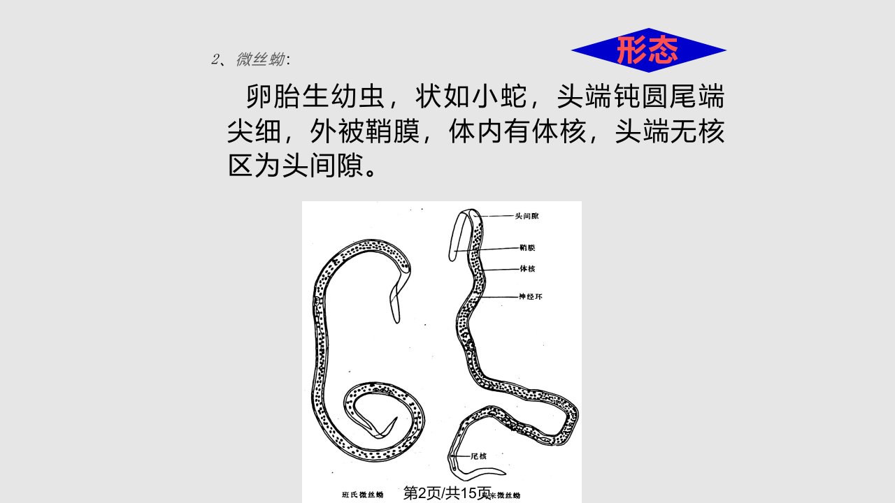 班氏丝虫和马来丝虫