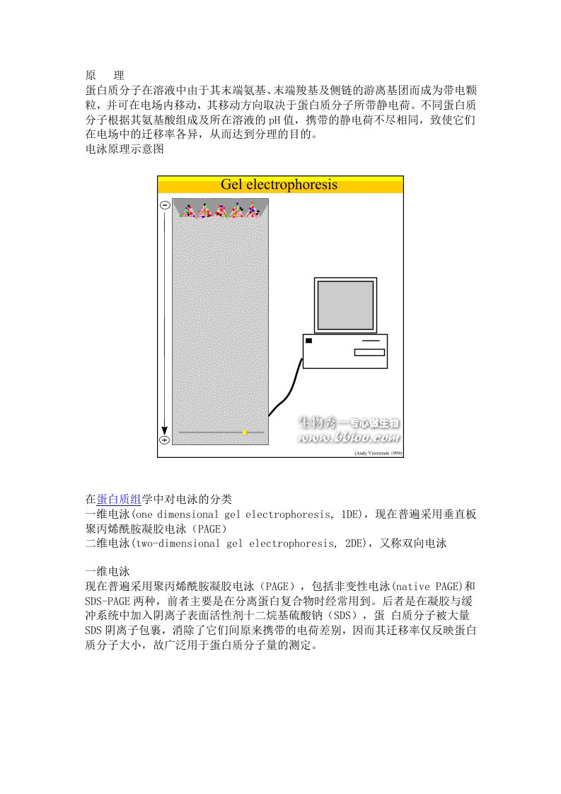 蛋白质电泳-在蛋白质组学中的应用