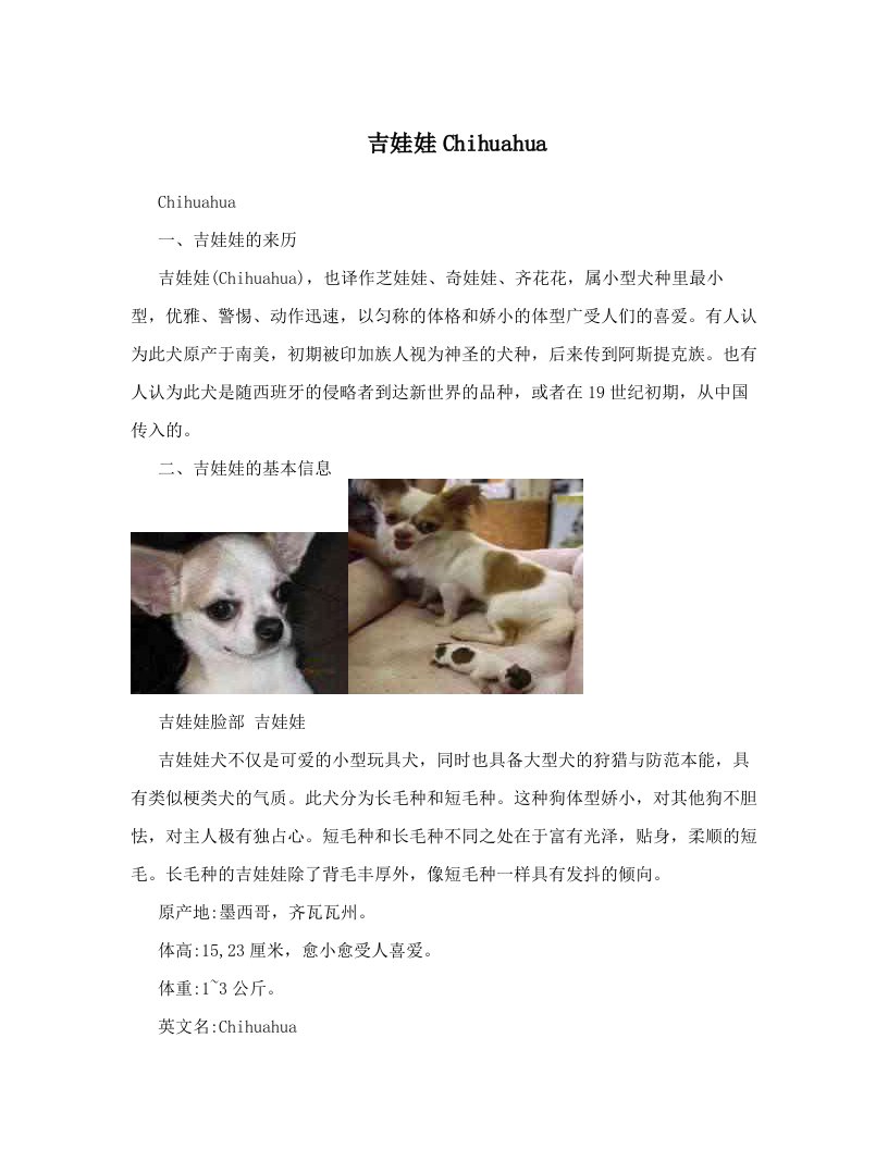 吉娃娃Chihuahua