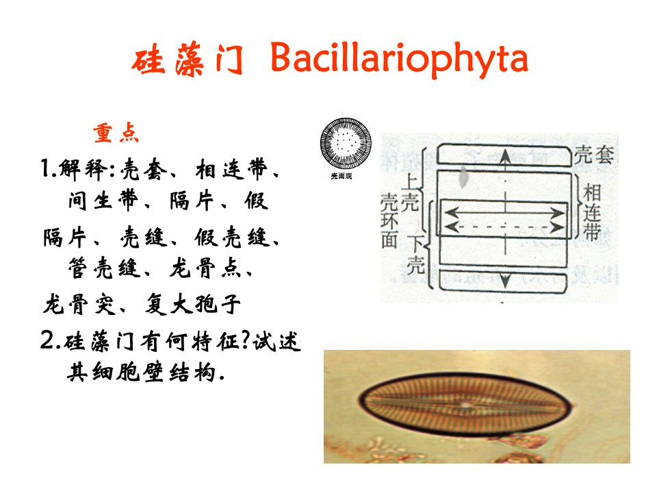 水生生物学教材3-硅藻门