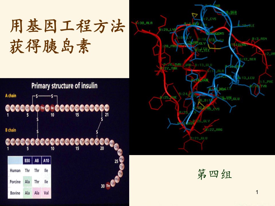 基因工程制胰岛素(生工版)精品