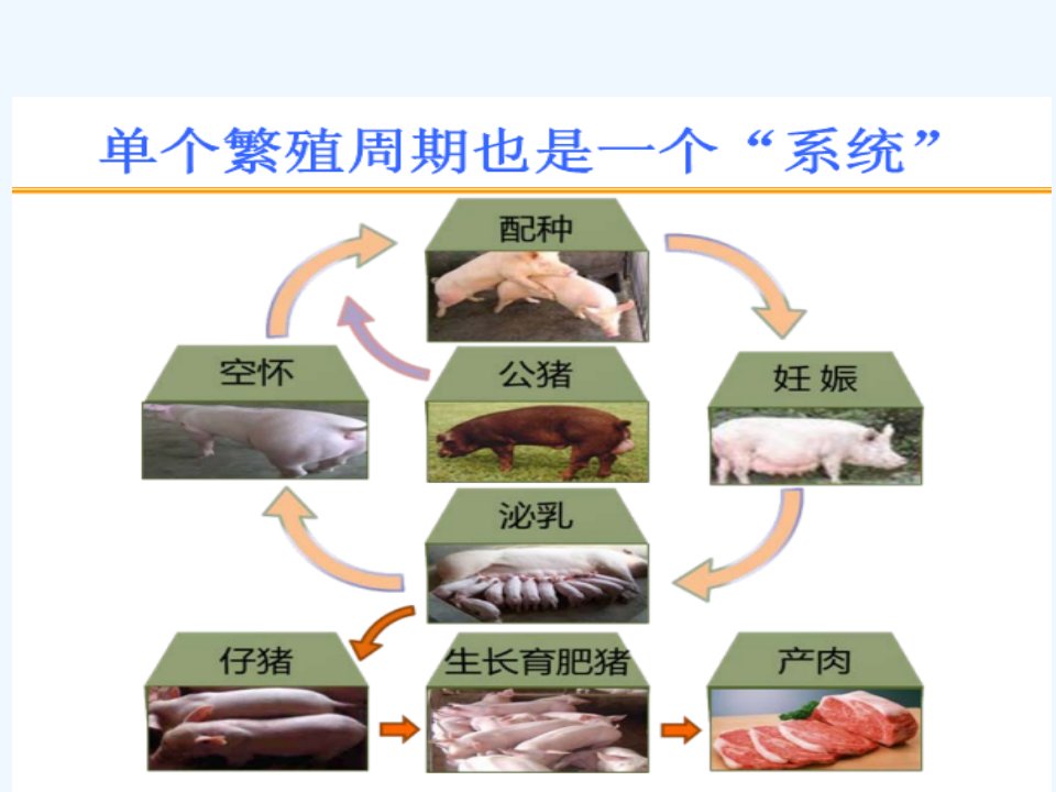 母猪的生理和饲养管理