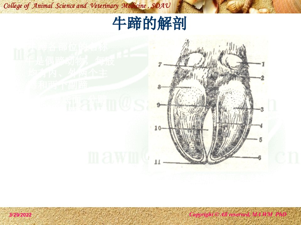 奶牛蹄病课件