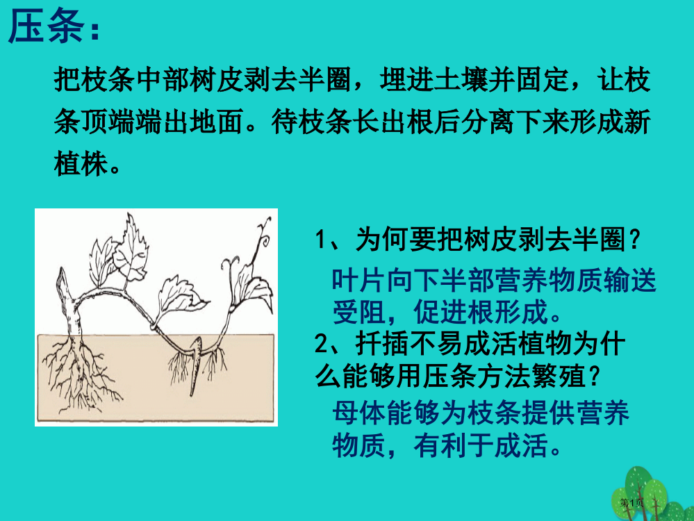 八年级生物上册植物的营养繁殖压条省公开课一等奖百校联赛赛课微课获奖PPT课件