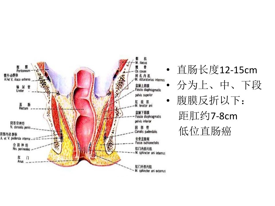 直肠解剖及手术