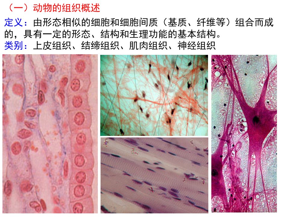 普通动物学2动物的基本组织上课版