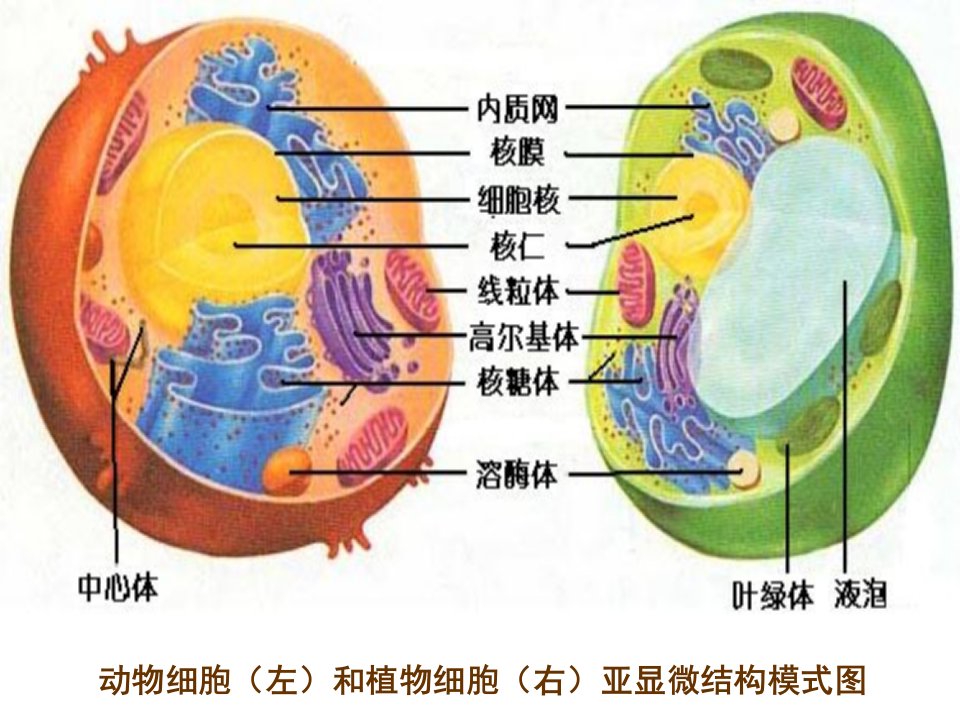 动物细胞左和植物细胞右亚显微结构模式