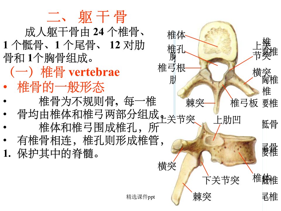 《运动系统实验》PPT课件