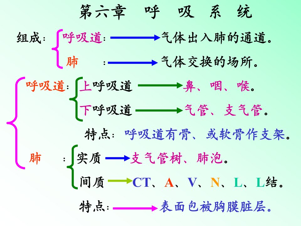 《解剖学呼吸系统》PPT课件