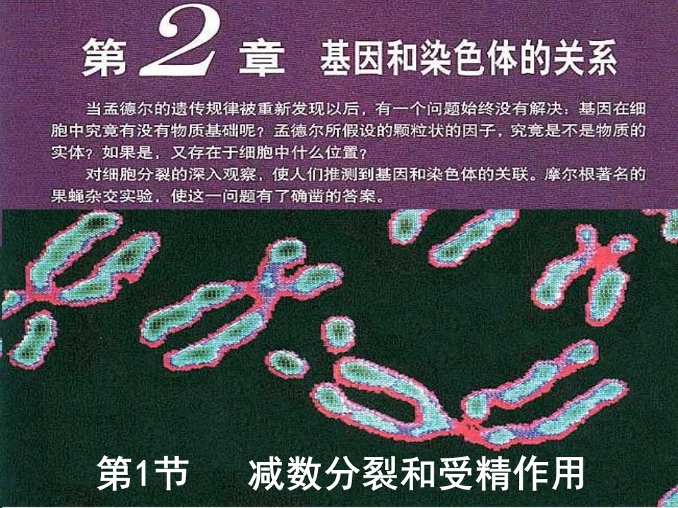 高中生物必修二2.1减数分裂和受精作用ppt课件