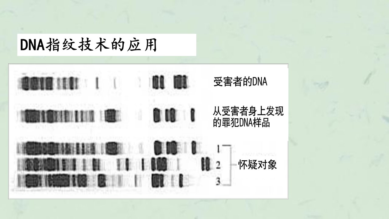 用遗传信息的携带者核酸qy课件