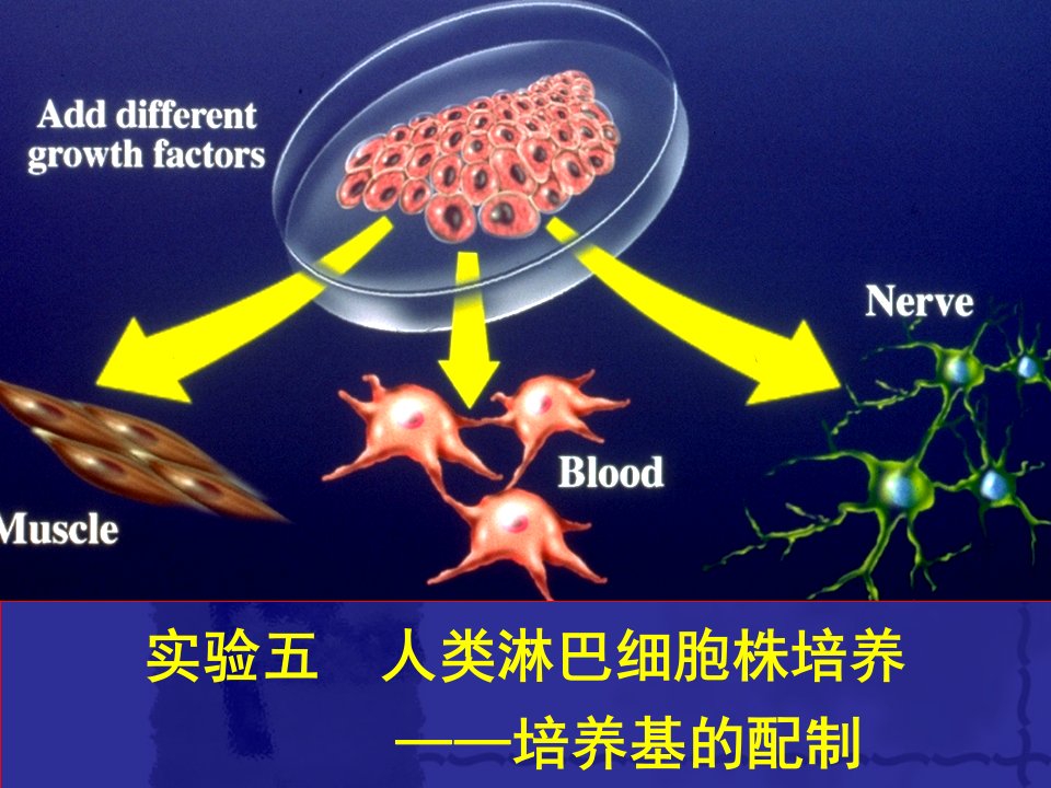 实验五+人淋巴细胞的培养（2）.jsp