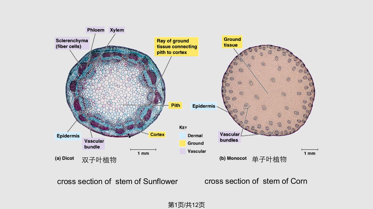 茎的初生结构双子叶植物PPT课件