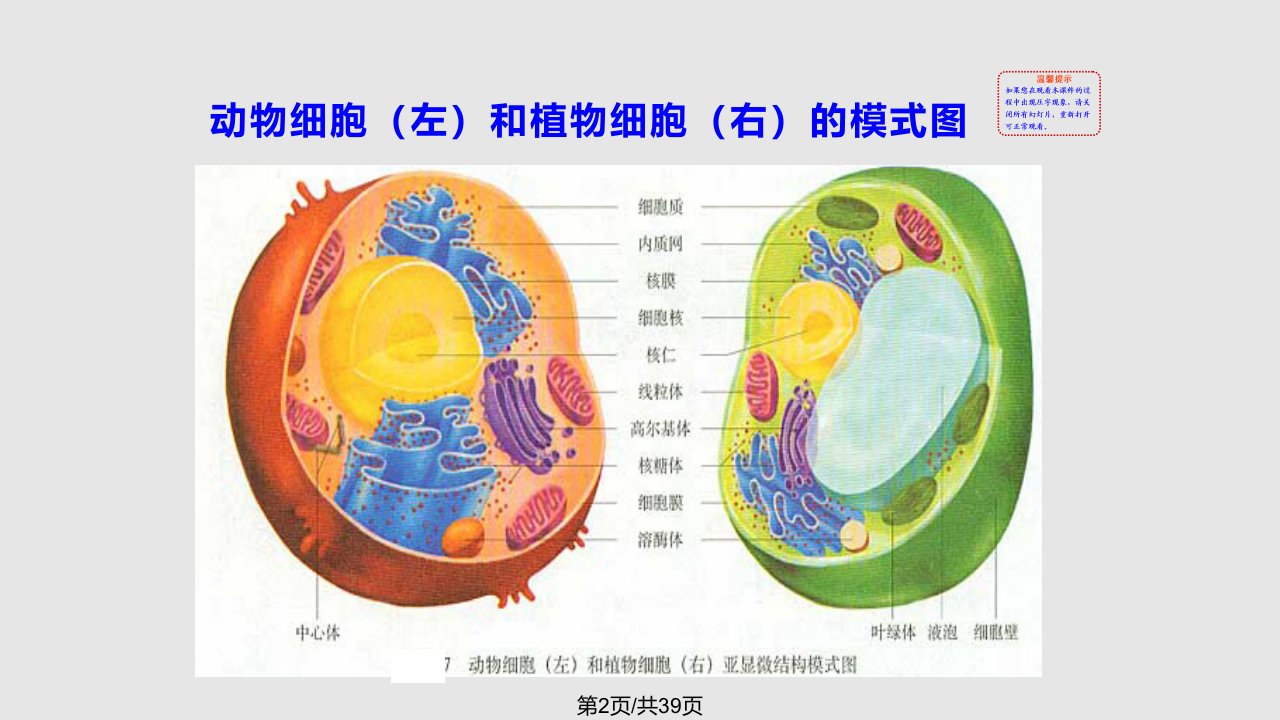 时细胞溶胶及几种细胞器的结构和功能