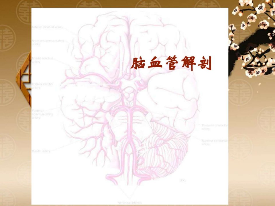 脑血管解剖