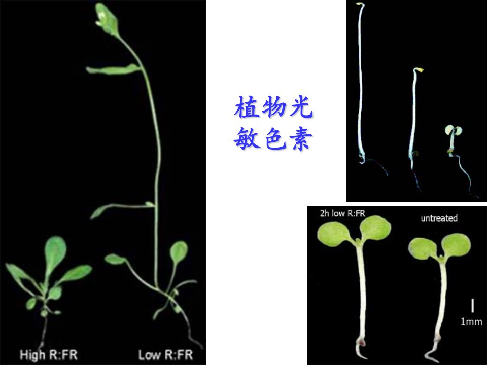 植物光敏色素PPT课件