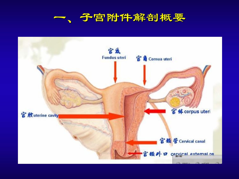 最新妇产科超声口腔本科PPT课件