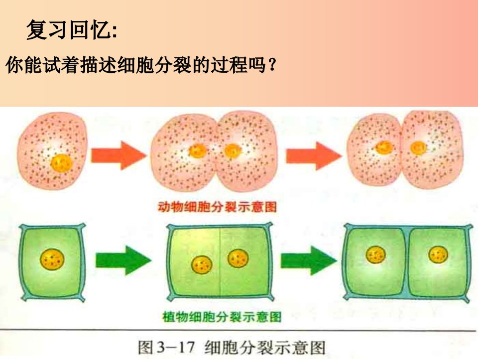 七年级生物上册