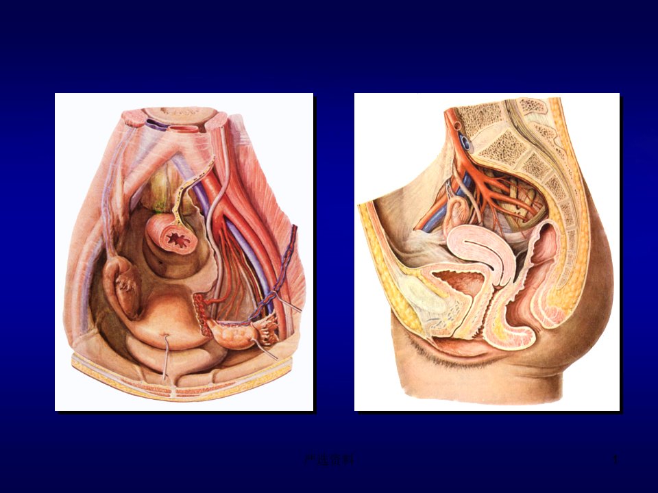 女性盆腔断层解剖行业荟萃