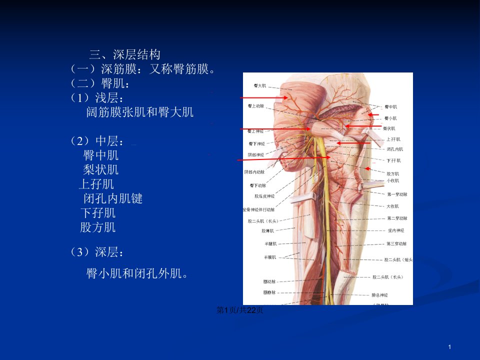 局部解剖学臀区及下肢学院