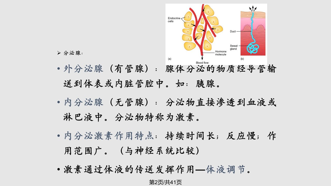 医学内分泌系统与体液调节