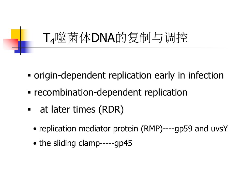 噬菌体的复制原理ppt课件