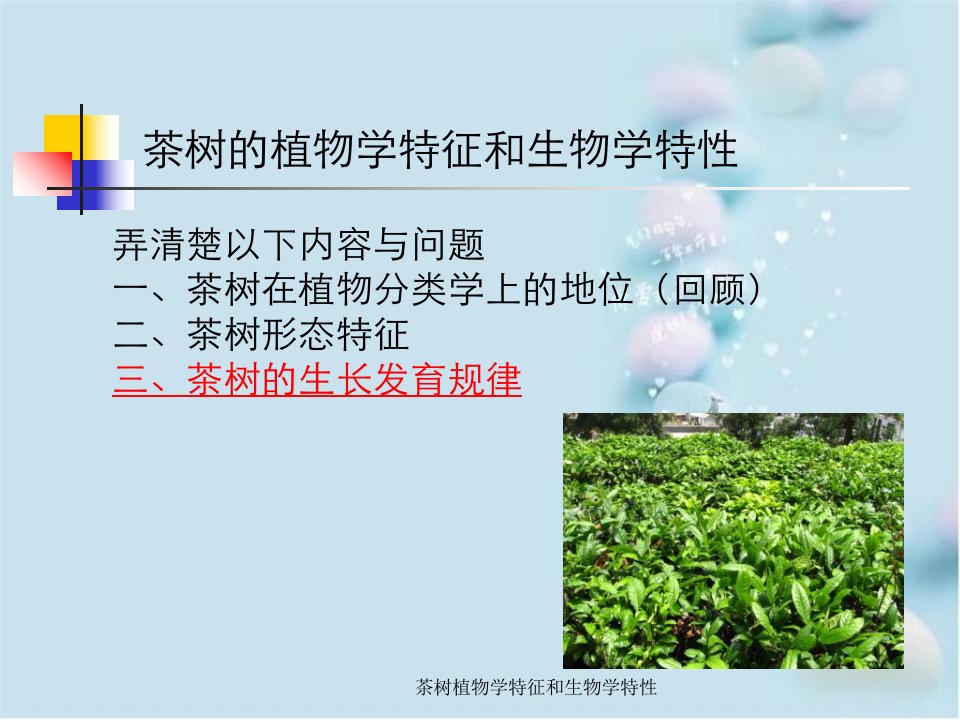 茶树植物学特征和生物学特性