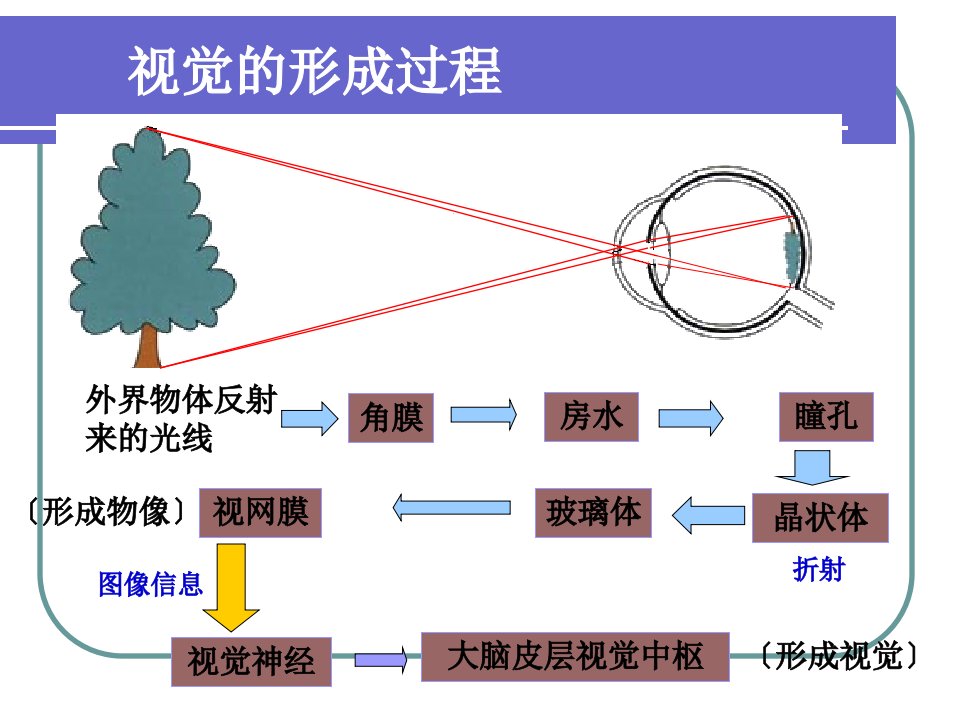 七年级下册生物集体备课教案之第四单元第二节神经系统的组成