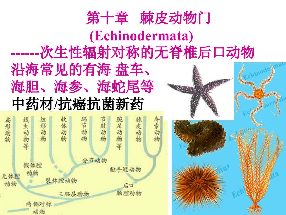 《ch10棘皮动物》PPT课件