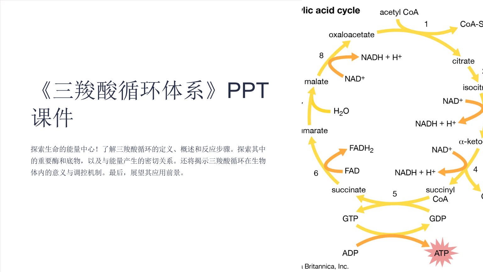 《三羧酸循环体系》课件