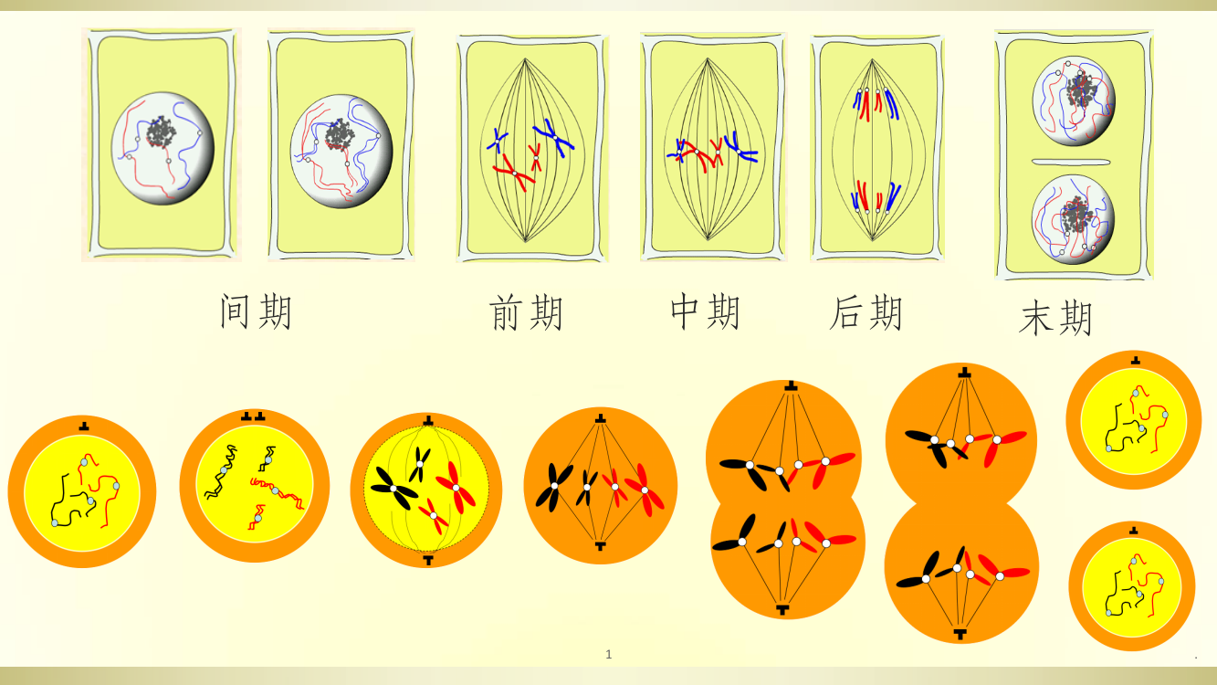 减数分裂和受精作用笔记ppt课件