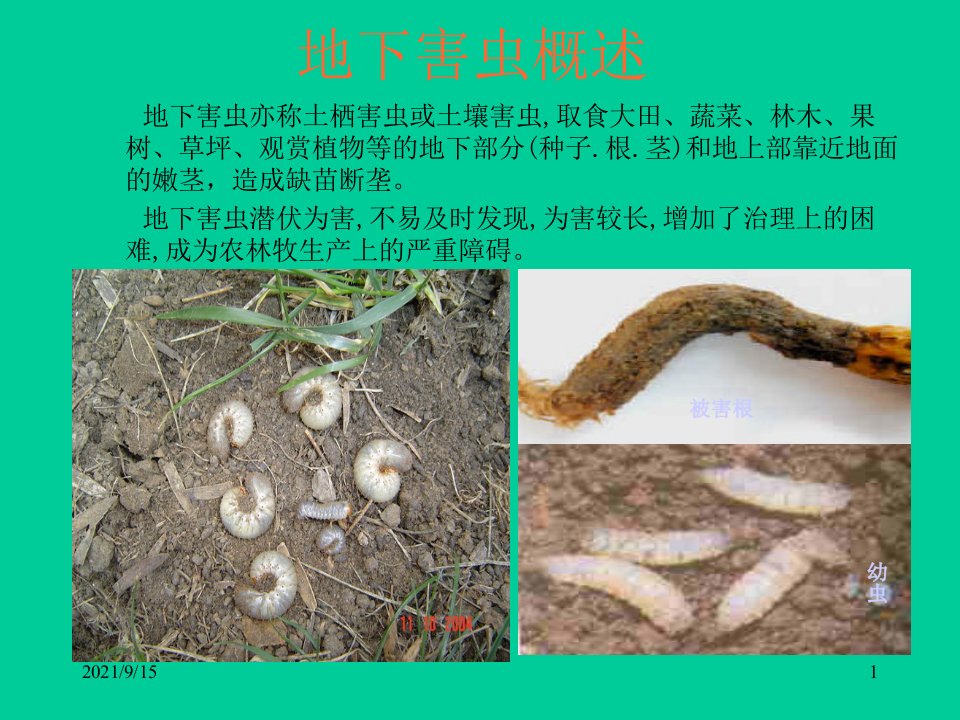 第十一章园林植物地下害虫及防治西北农林科技大学林学院网