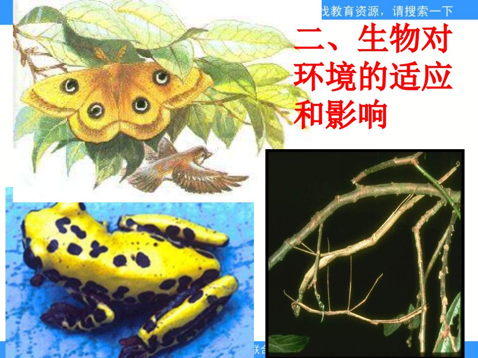 苏科版七上《生物对环境的适应》