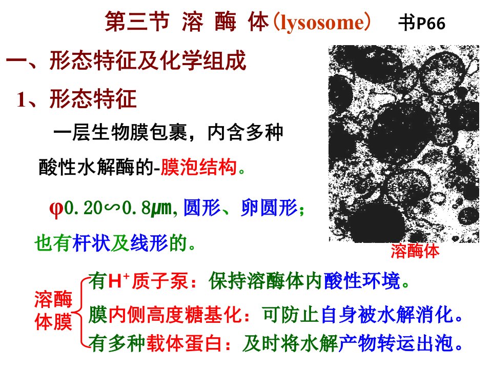 第三节：溶酶体(lysosome)